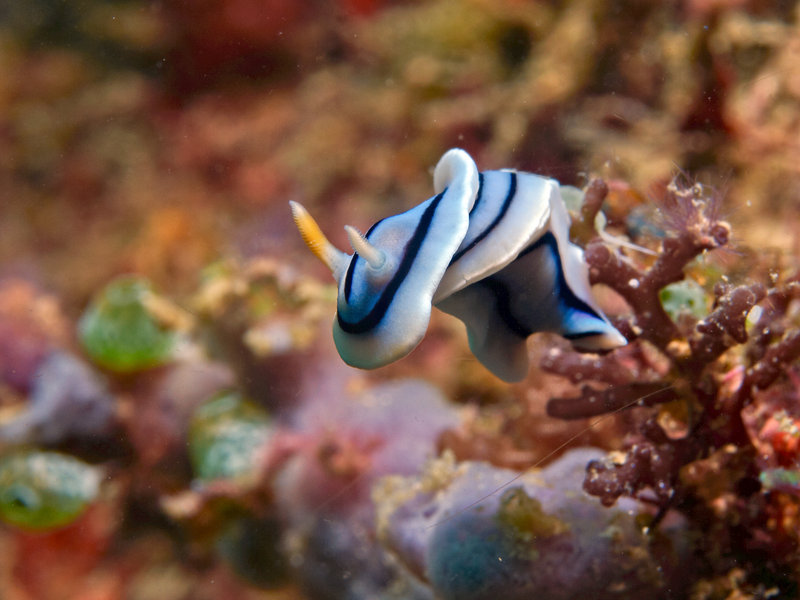 Nudibranch, Batangas Channel